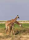 Giraffes  Amboseli Kenya